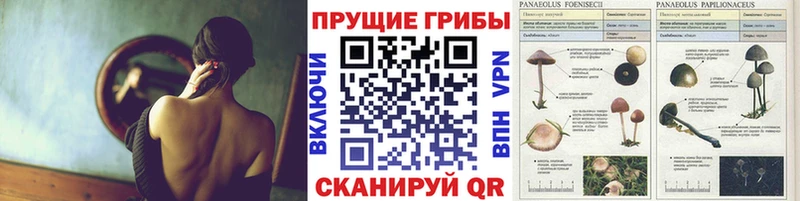 купить  цена  Нариманов  кракен как войти  Псилоцибиновые грибы прущие грибы 